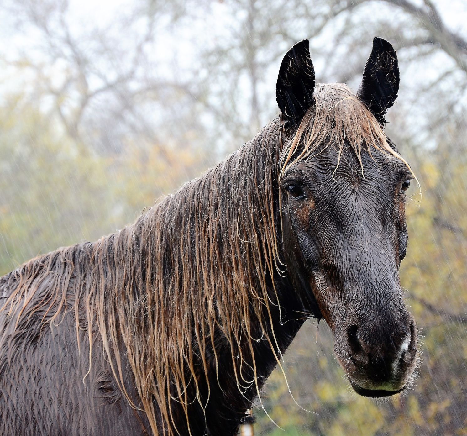 horse in rain 2.jpg